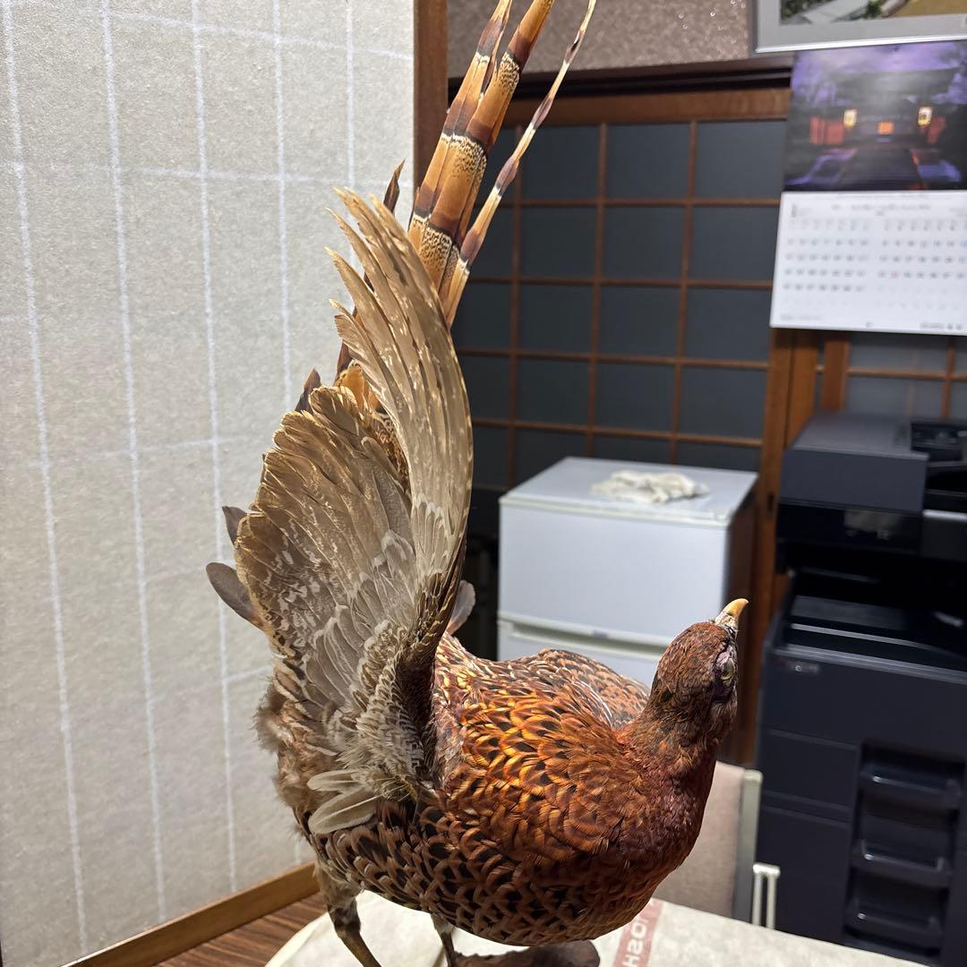 木製 鳥の彫刻 茶色と金色の羽根　雉　剥製　掘り出しもの