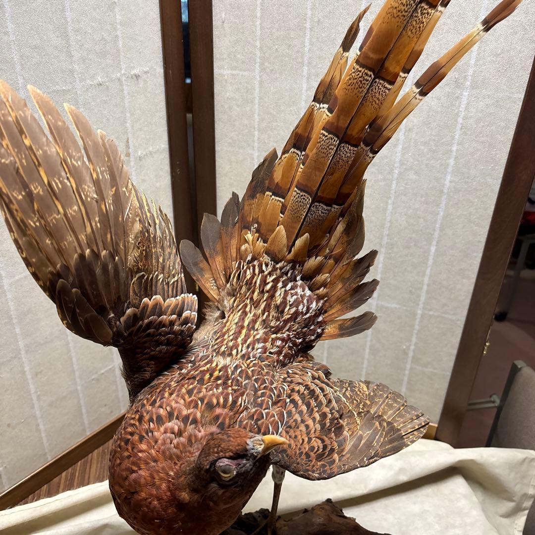 木製 鳥の彫刻 茶色と金色の羽根　雉　剥製　掘り出しもの