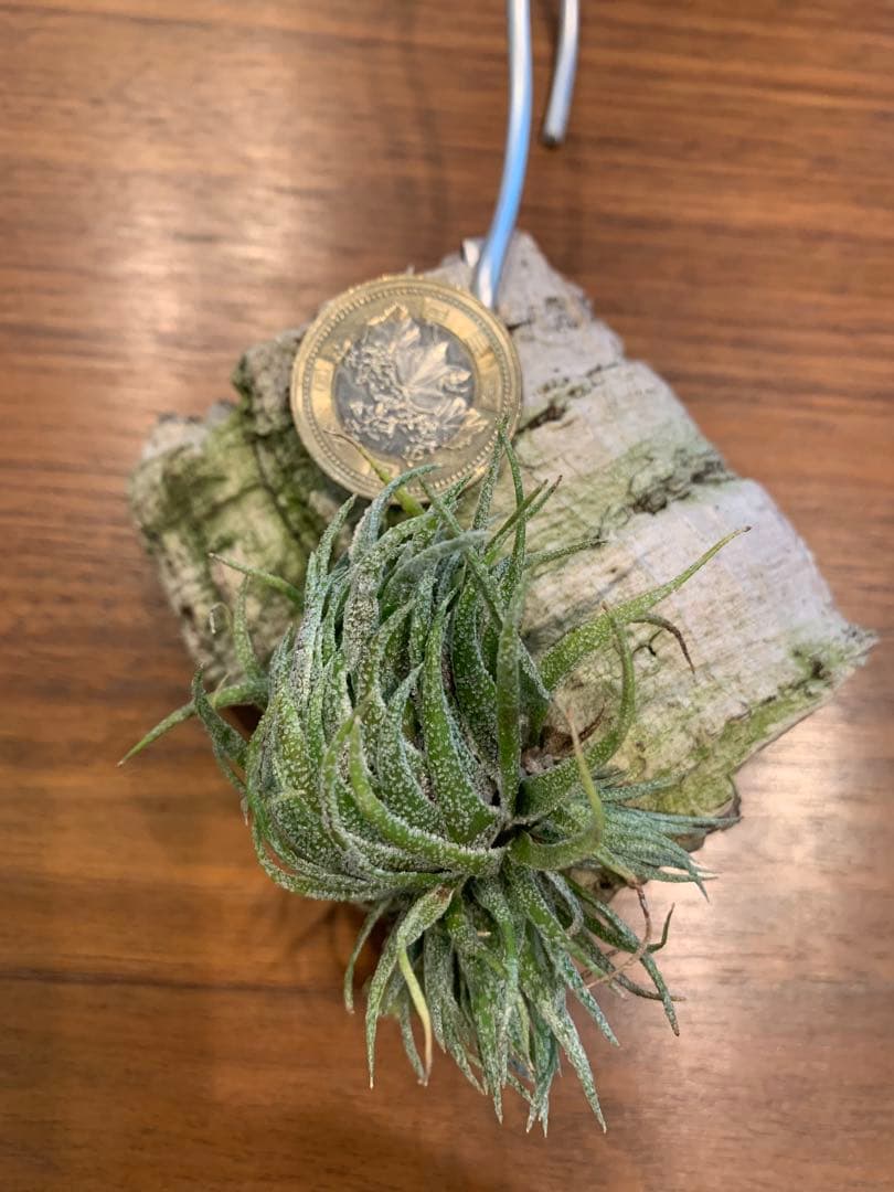 チランジア スプレンゲリアナ　5クランプ