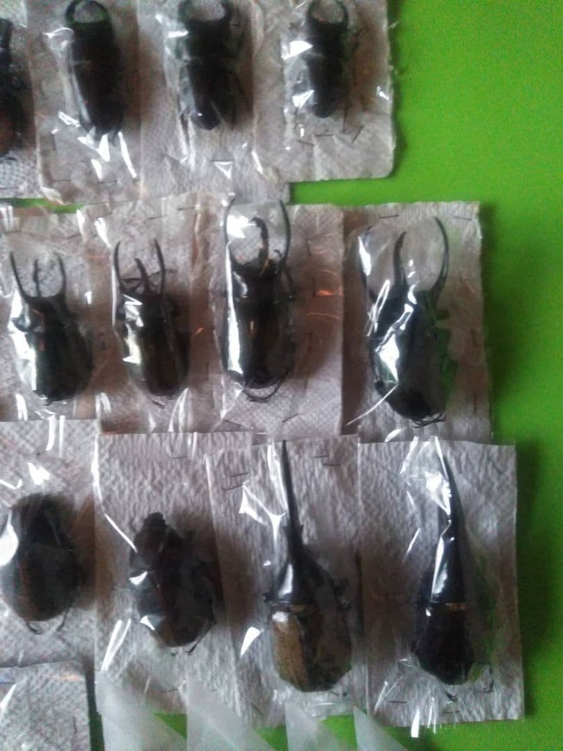 昆虫標本40匹セット　※A品B品