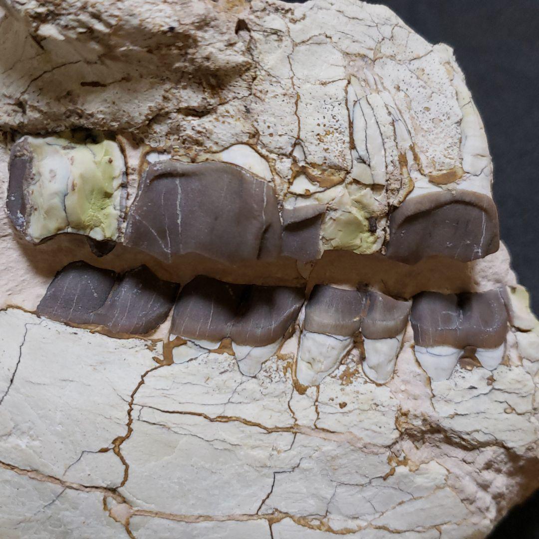 ヒラコドンの化石　部分化石