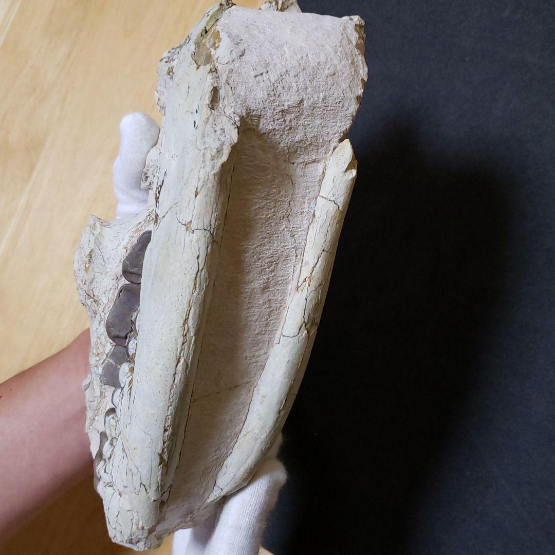 ヒラコドンの化石　部分化石