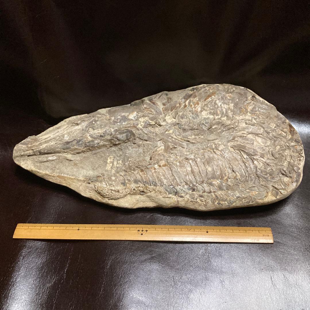 魚の化石ベロリオゾンテ　ミナスジェライス州ブラジル産12.5×25×3.5cm