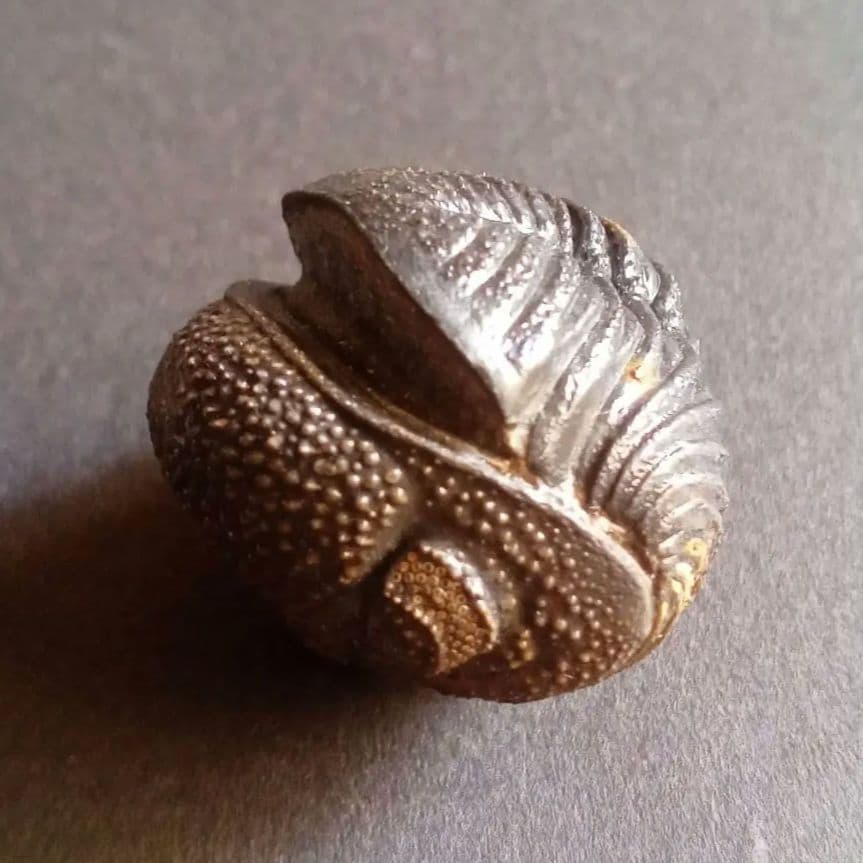 化石標本　三葉虫　希少種　スピニファー　特大