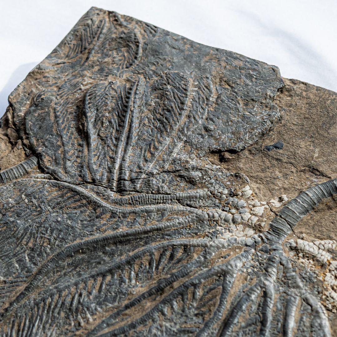 極上 ウミユリ トラウマトクリヌス 化石 本物 貴州省産 46cm um1