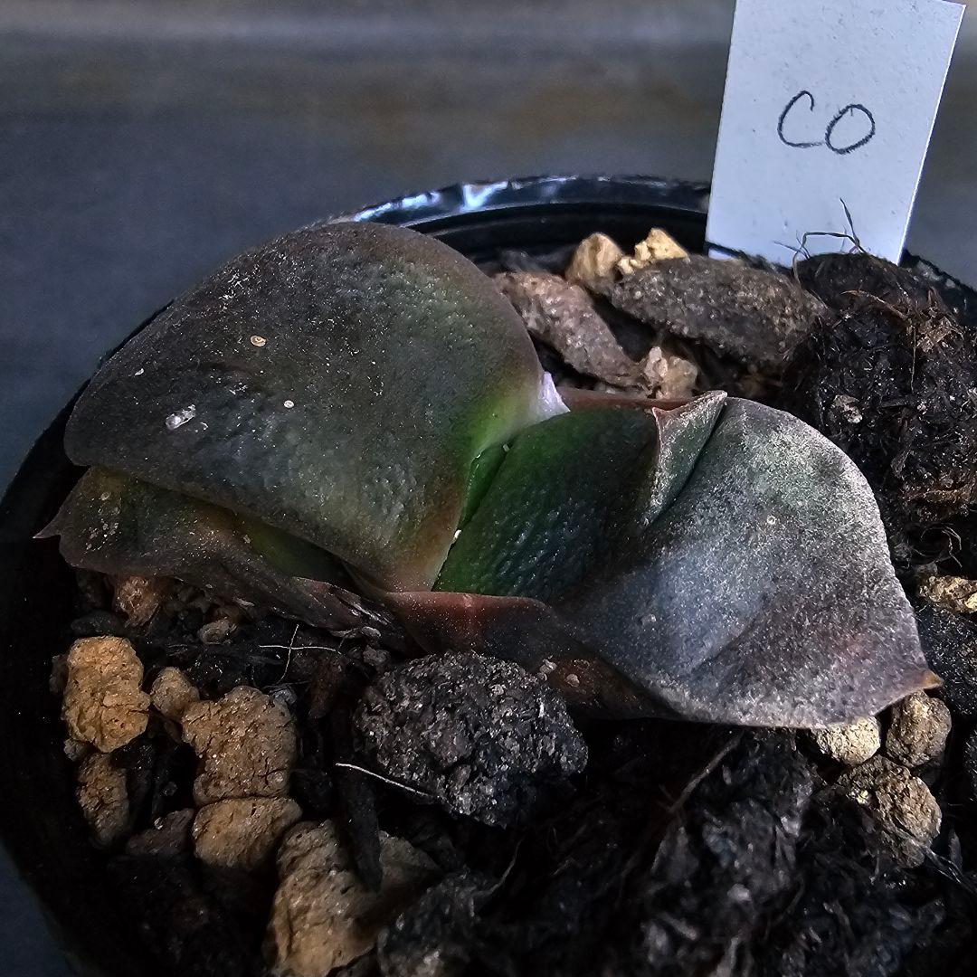 メルカリ便発送&ロウルサンコさんラベル付き☆ガステリア C0(シーゼロ)