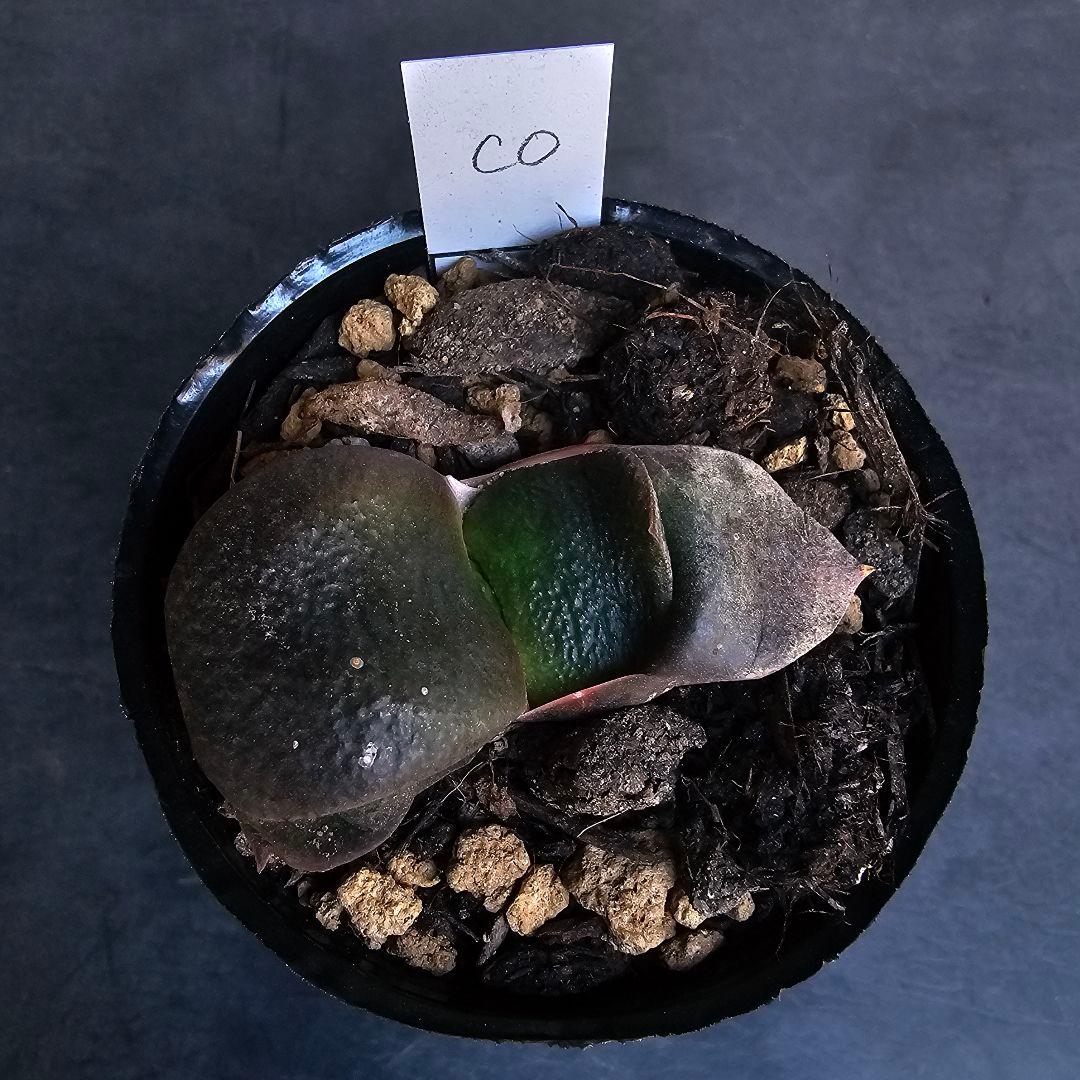 メルカリ便発送&ロウルサンコさんラベル付き☆ガステリア C0(シーゼロ)