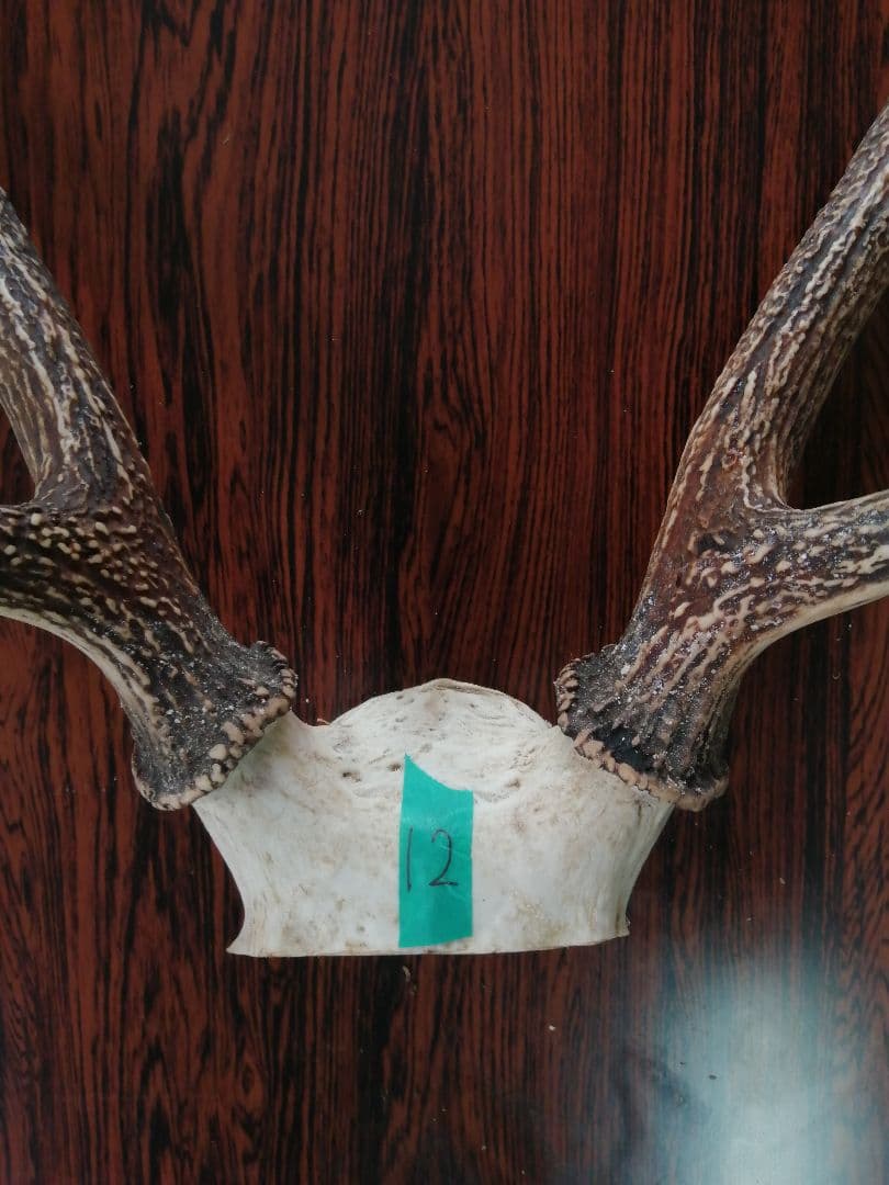 12　ニホンジカ　角　55cm 幅50cm