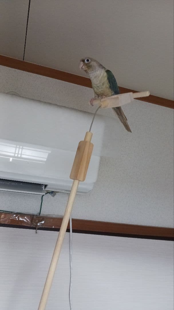 スタンドパーチ　止まり木　手持ち用　インコ