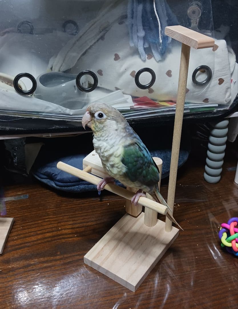 スタンドパーチ　止まり木　手持ち用　インコ