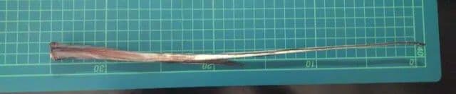 赤エイの尾　針２本付き