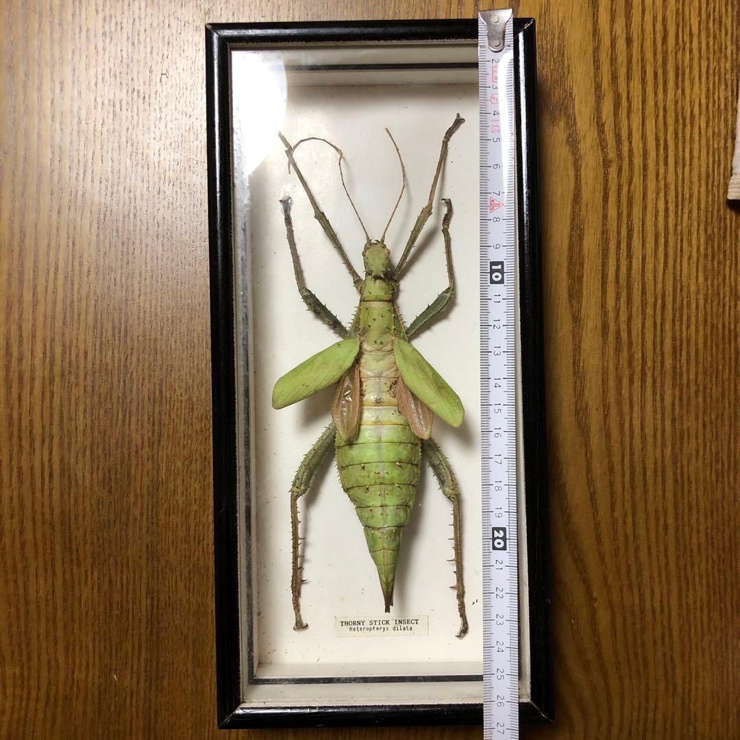 マレーオオナナフシ　昆虫標本