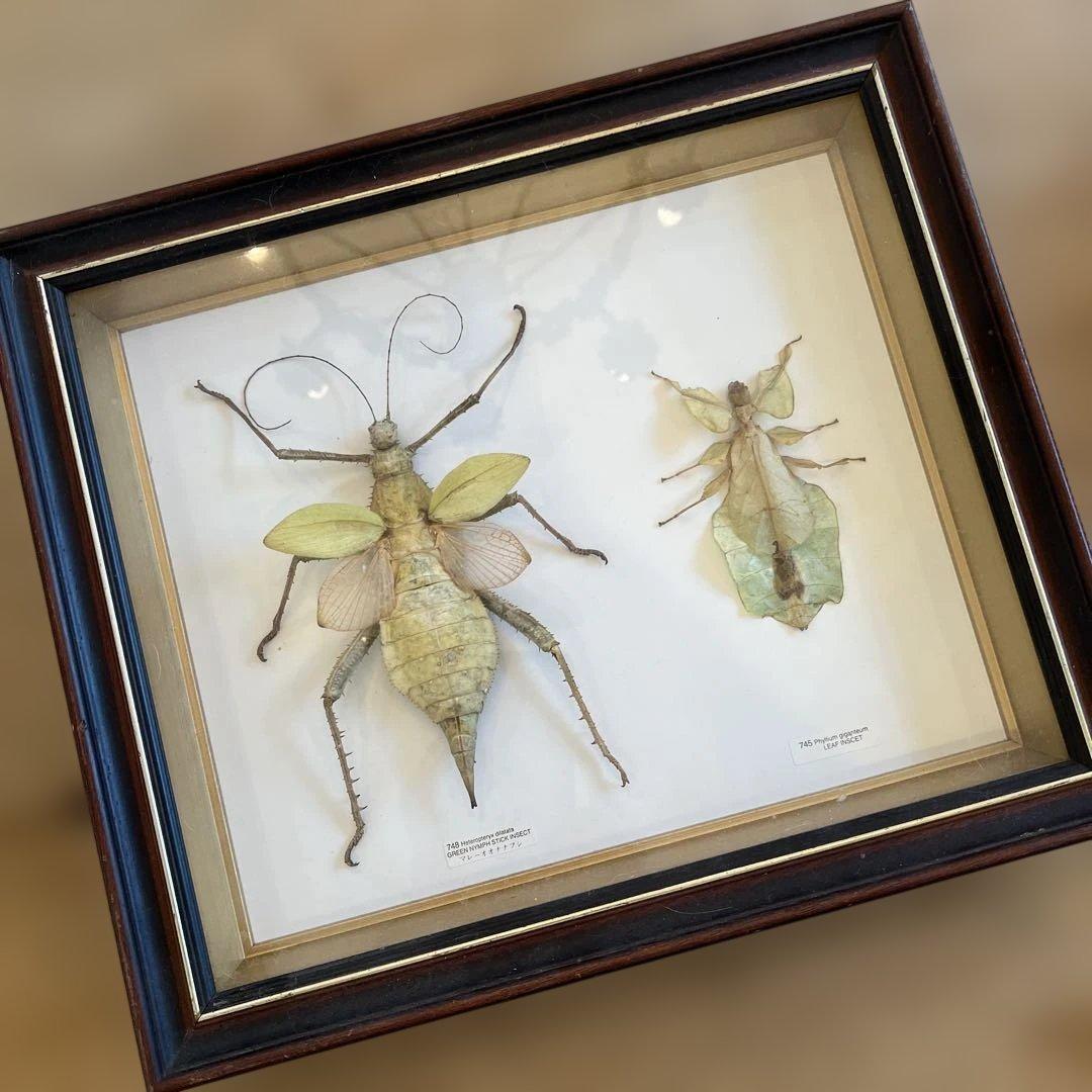 マレーシア　剥製ヴィンテージマレーオオニフシ　標本