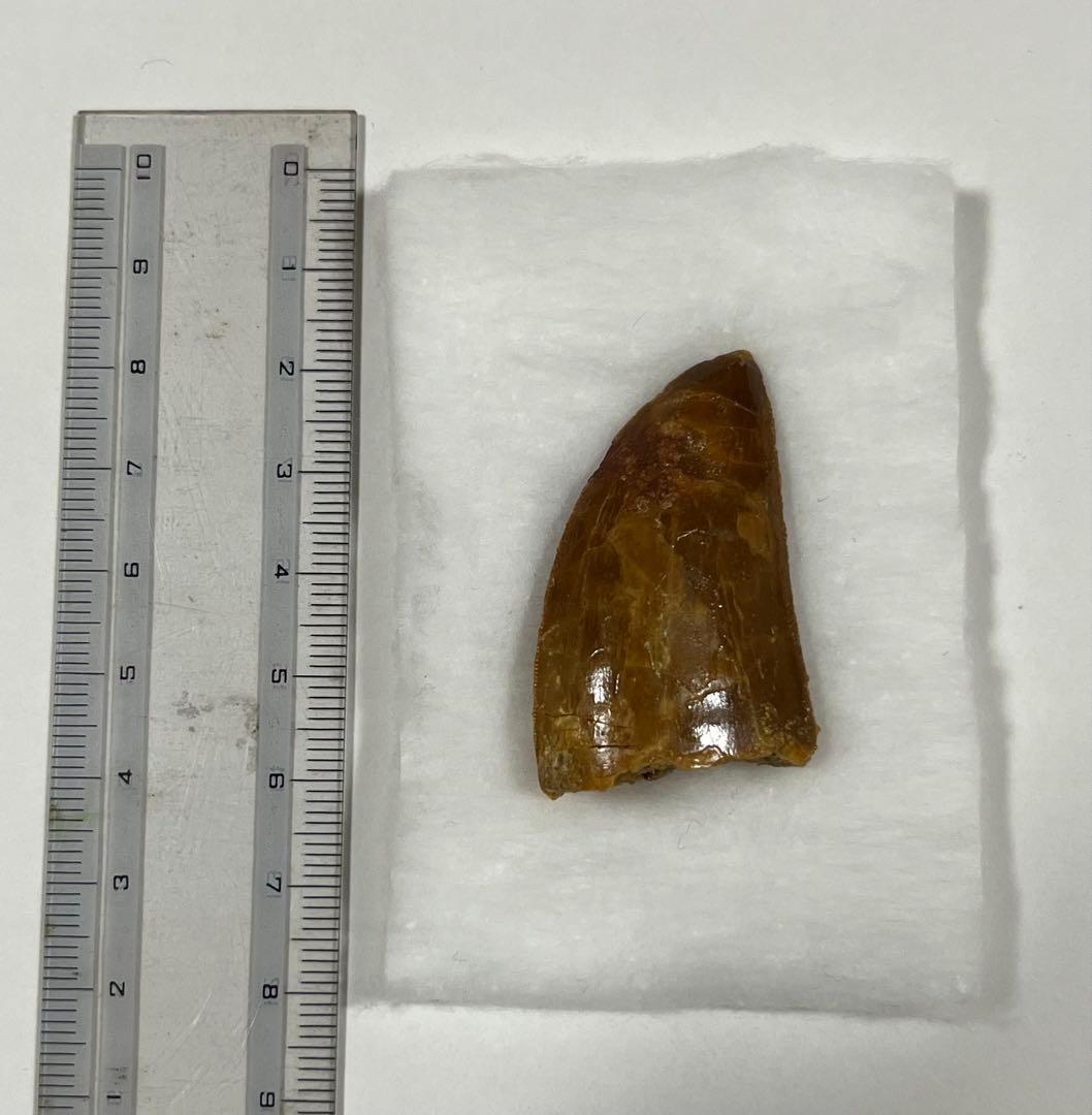 Carcharodontosaurus 実物歯化石 歳三