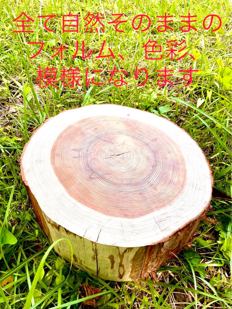 完売　オーダー受付中！天然杉/超特大サイズ！【森を感じられる切り株テーブルなど】