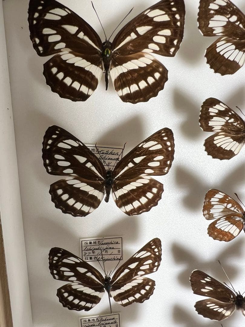 コミスジ蝶採取82/84/88年標本ガラス木箱現状品のみ50x41x6cm