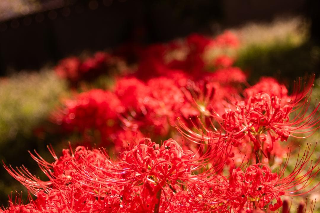 【黒死病対策】PENTAX K-S1 黒 純正標準レンズセット