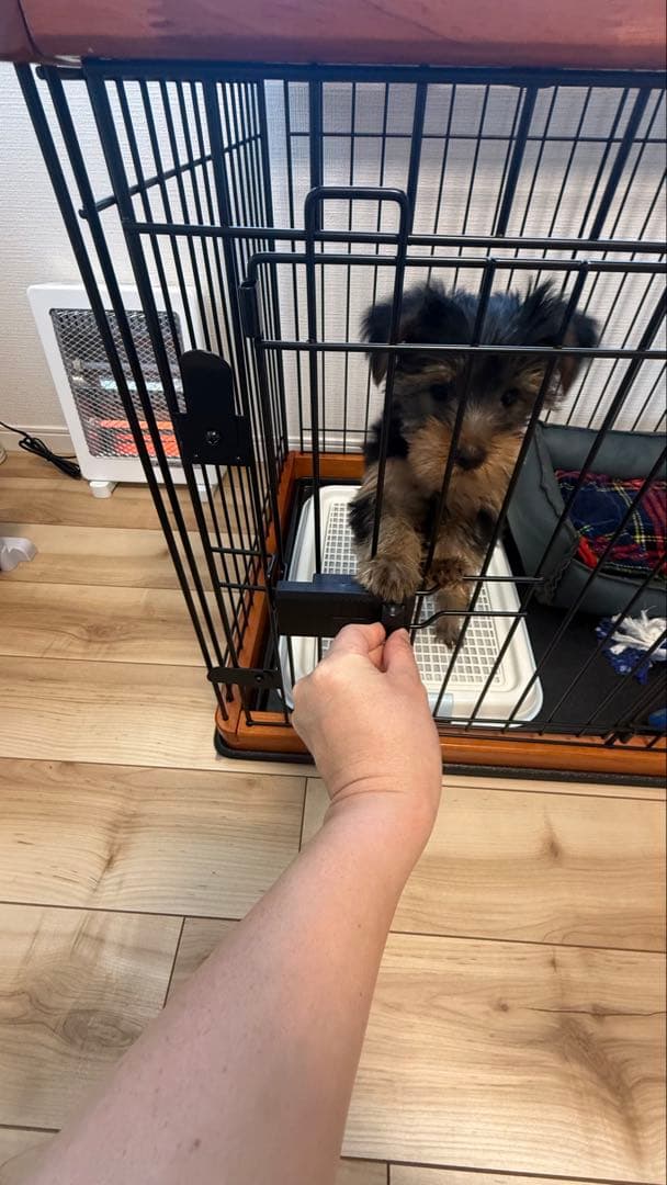 犬用ケージ 小型中型犬用 上部開閉式