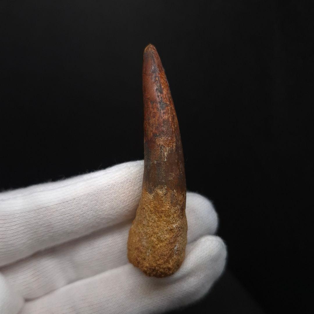 スピノサウルス 本物 モロッコ産 64.02mm fsp4