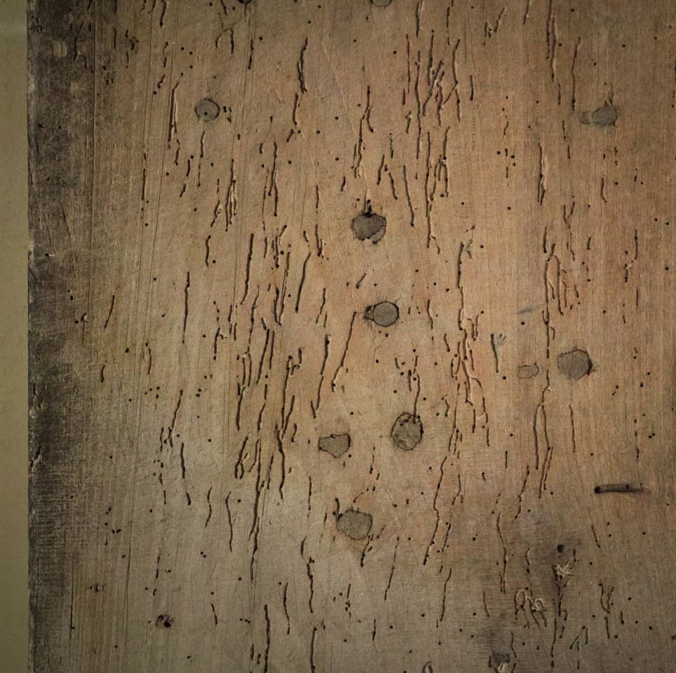虫喰い跡が景色となった古い敷板 明治頃 古板 天板 展示台 飾り台 茶台 花台