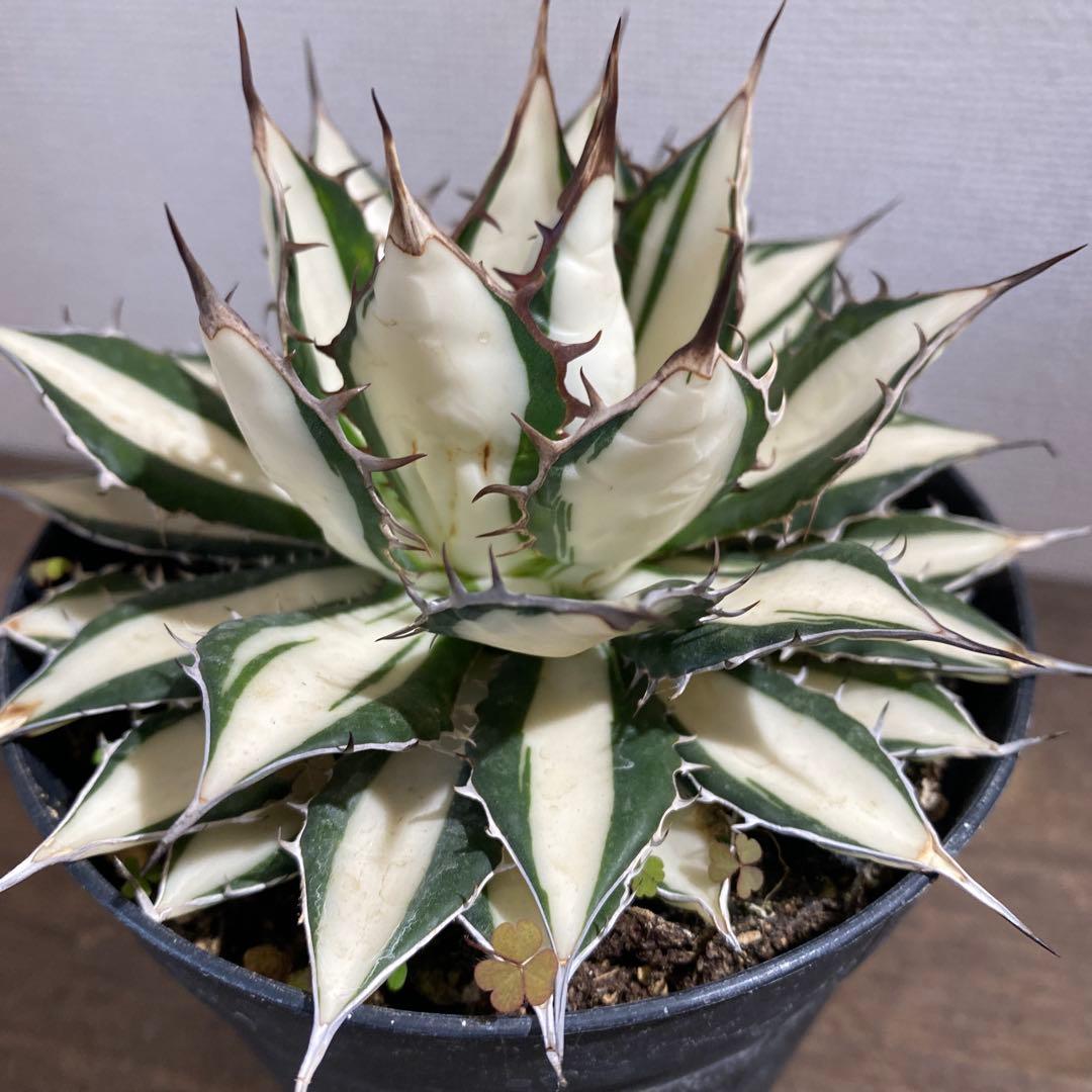 アガベ　ホリダ白中斑入　極上　初売3