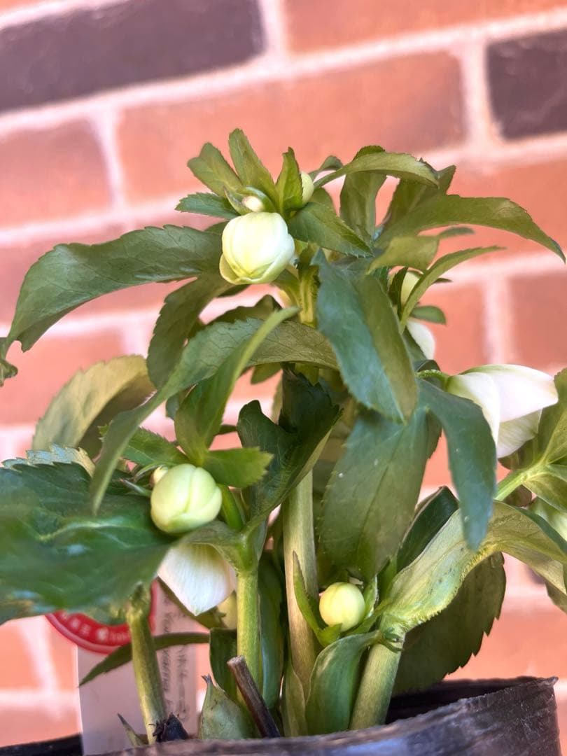 クリスマスローズ　横山園芸　ベビードール