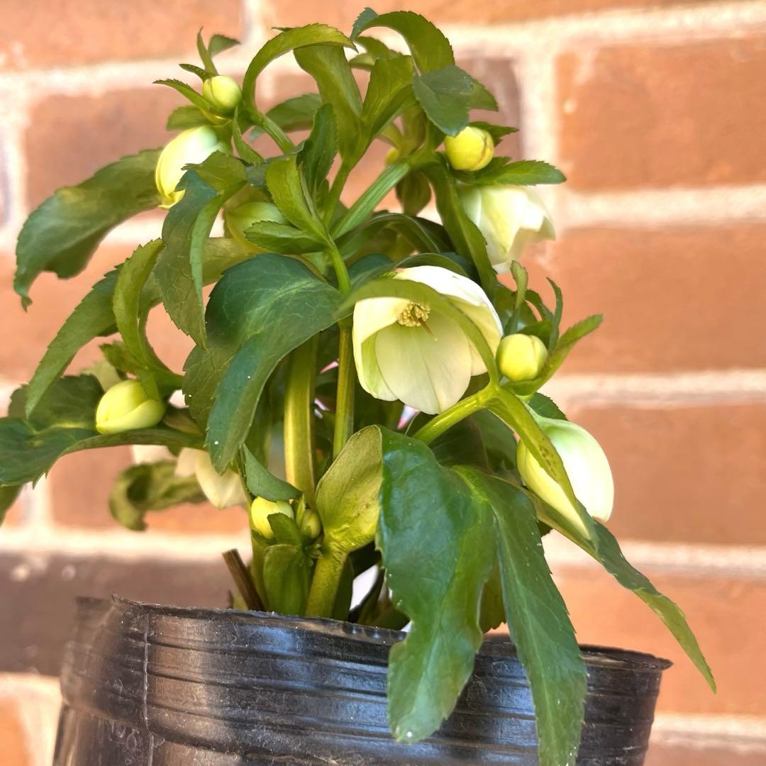 クリスマスローズ　横山園芸　ベビードール