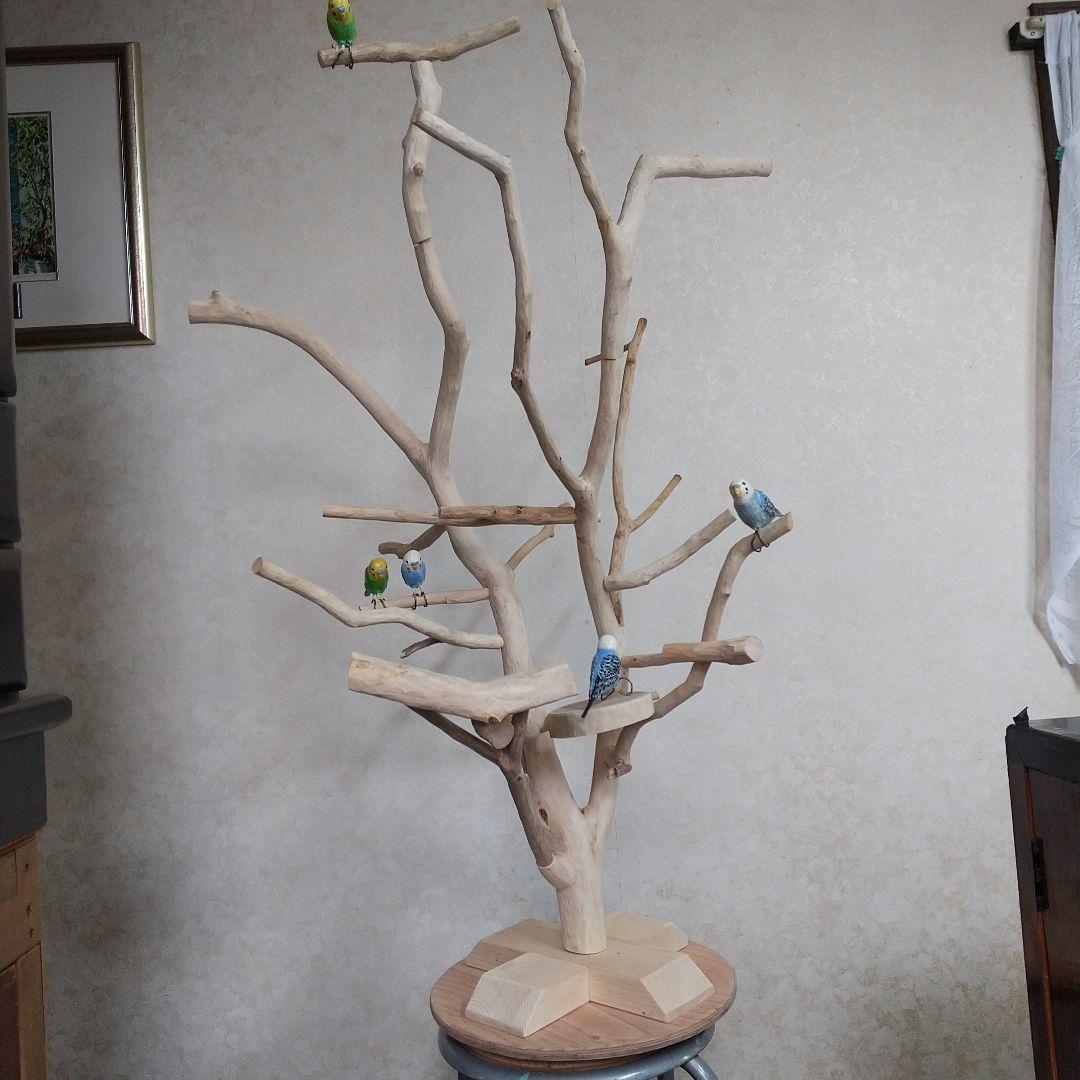 インコバードアスレチックジム楽園シリーズ⑤