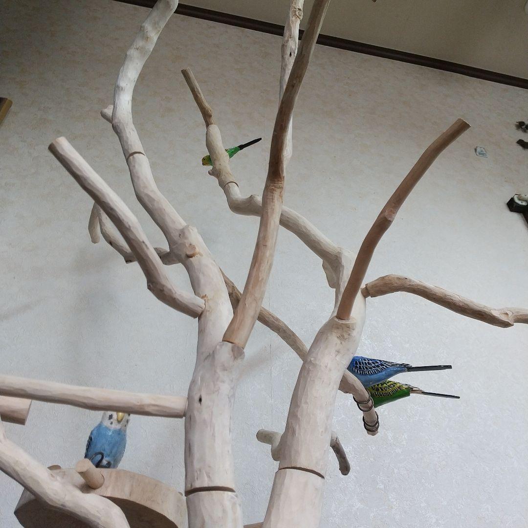 インコバードアスレチックジム楽園シリーズ⑤