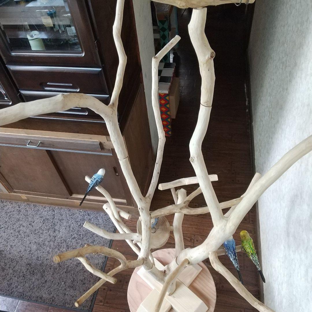 インコバードアスレチックジム楽園シリーズ⑤