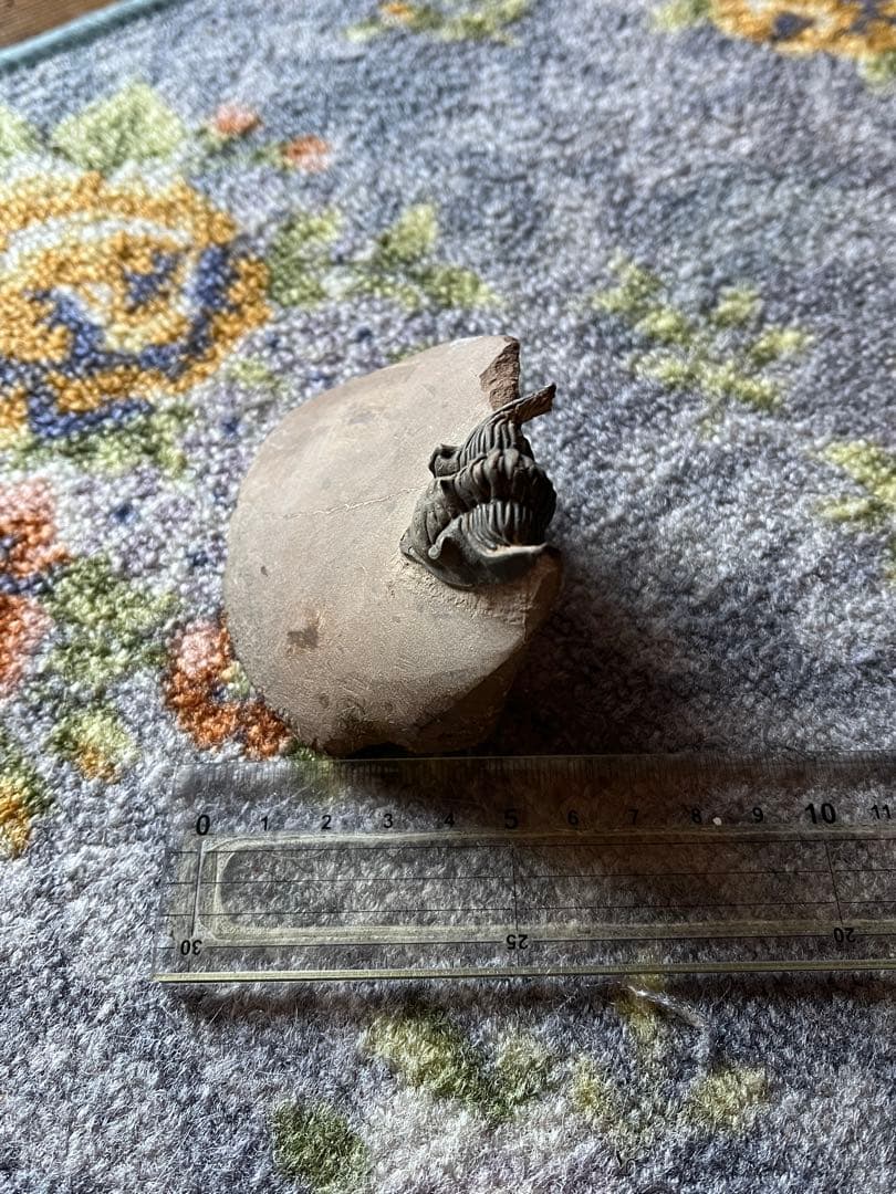 三葉虫　メタカンシナsp