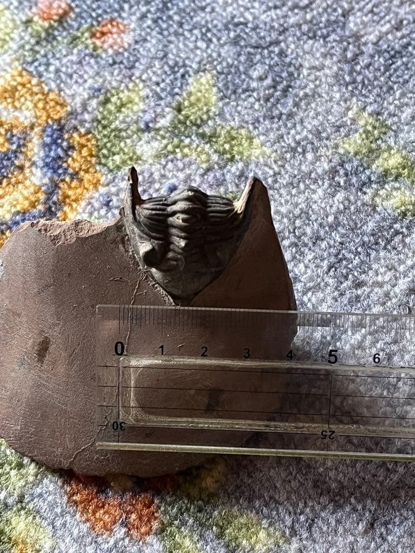 三葉虫　メタカンシナsp