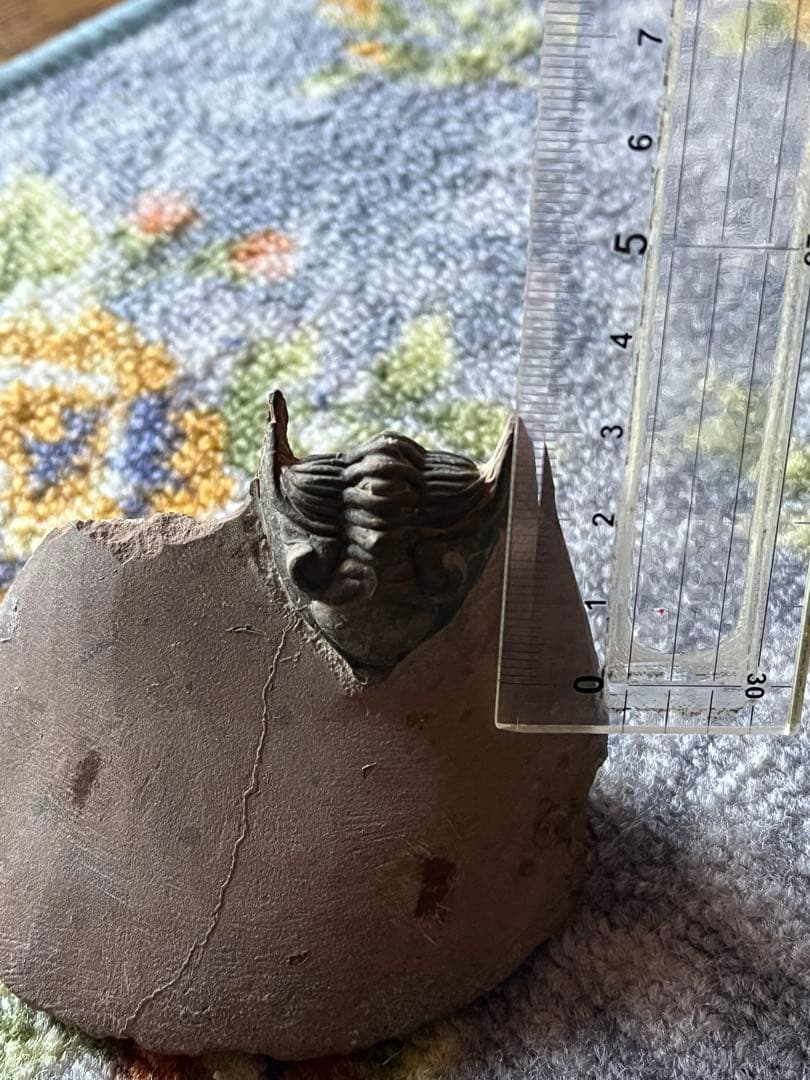 三葉虫　メタカンシナsp