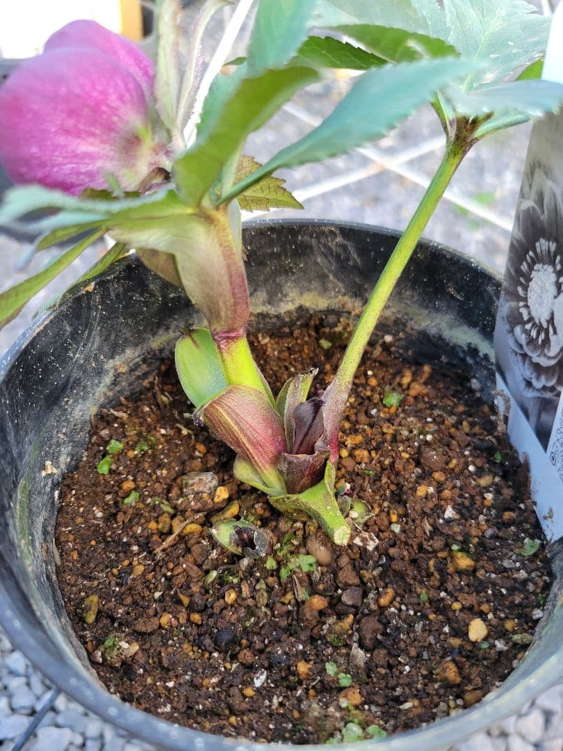 広瀬園芸　レッドグラデーションSD