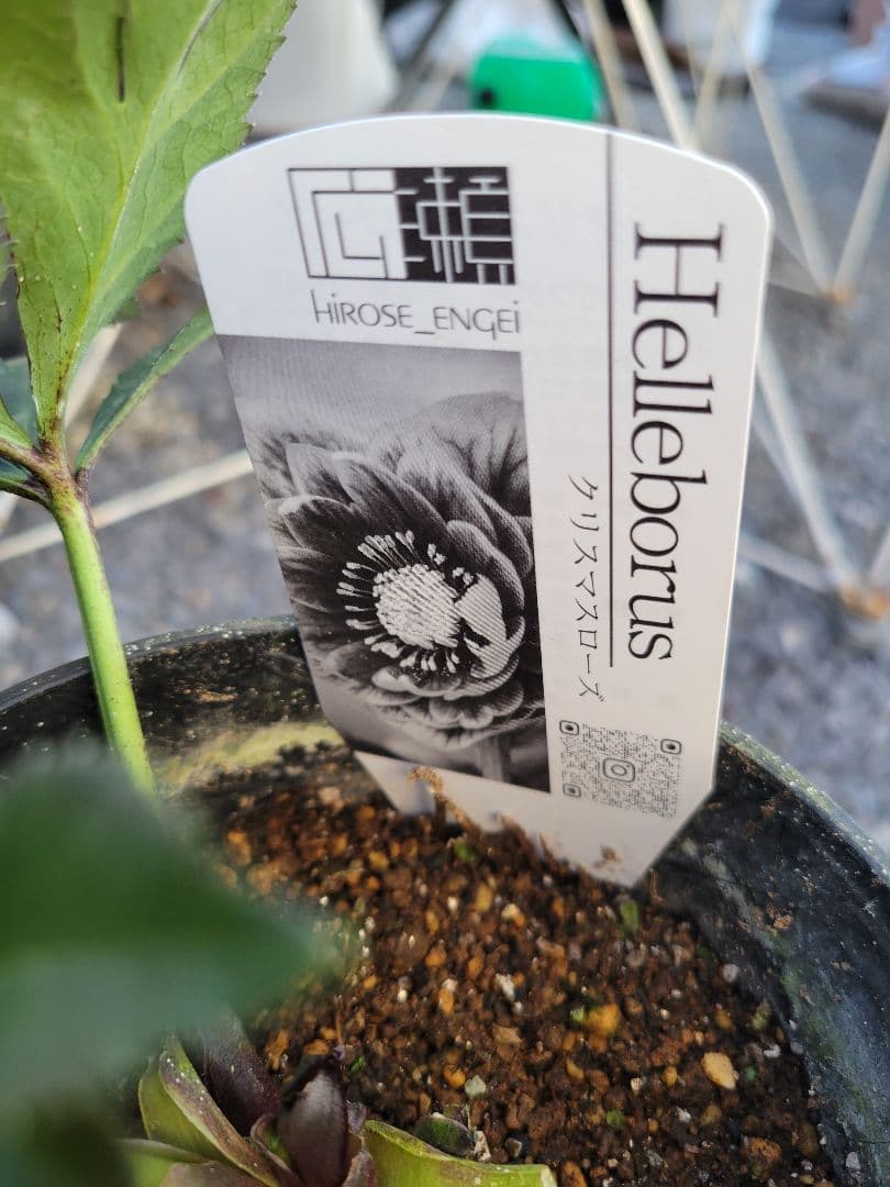 広瀬園芸　レッドグラデーションSD