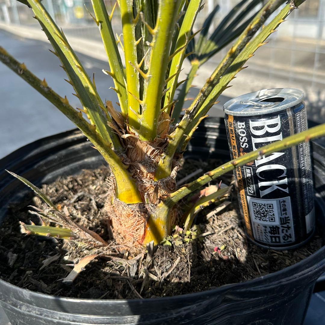 チャメロプス•フミリス【樹高:約73㎝】Jan03