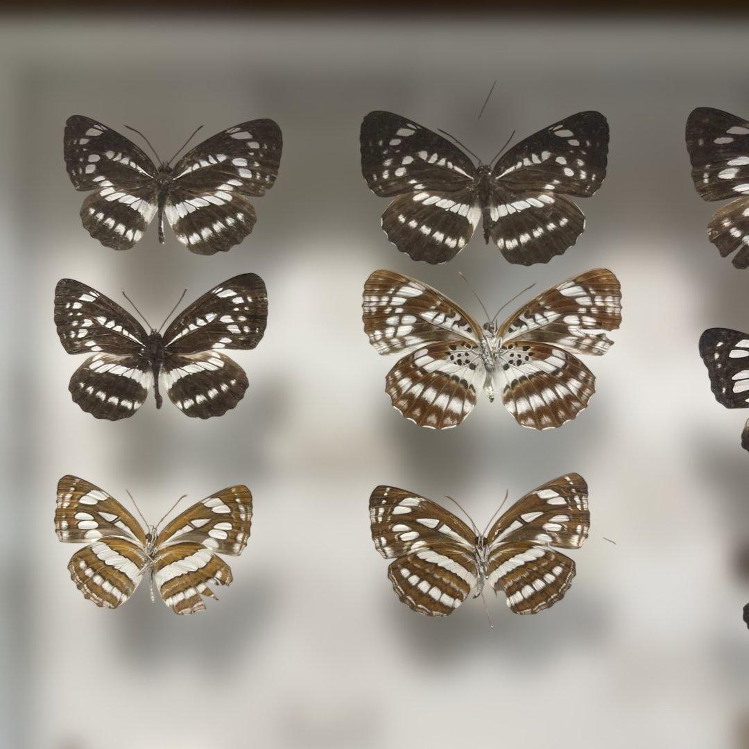 蝶標本、イシガケ-イチモンジ-ミスジの仲間46匹