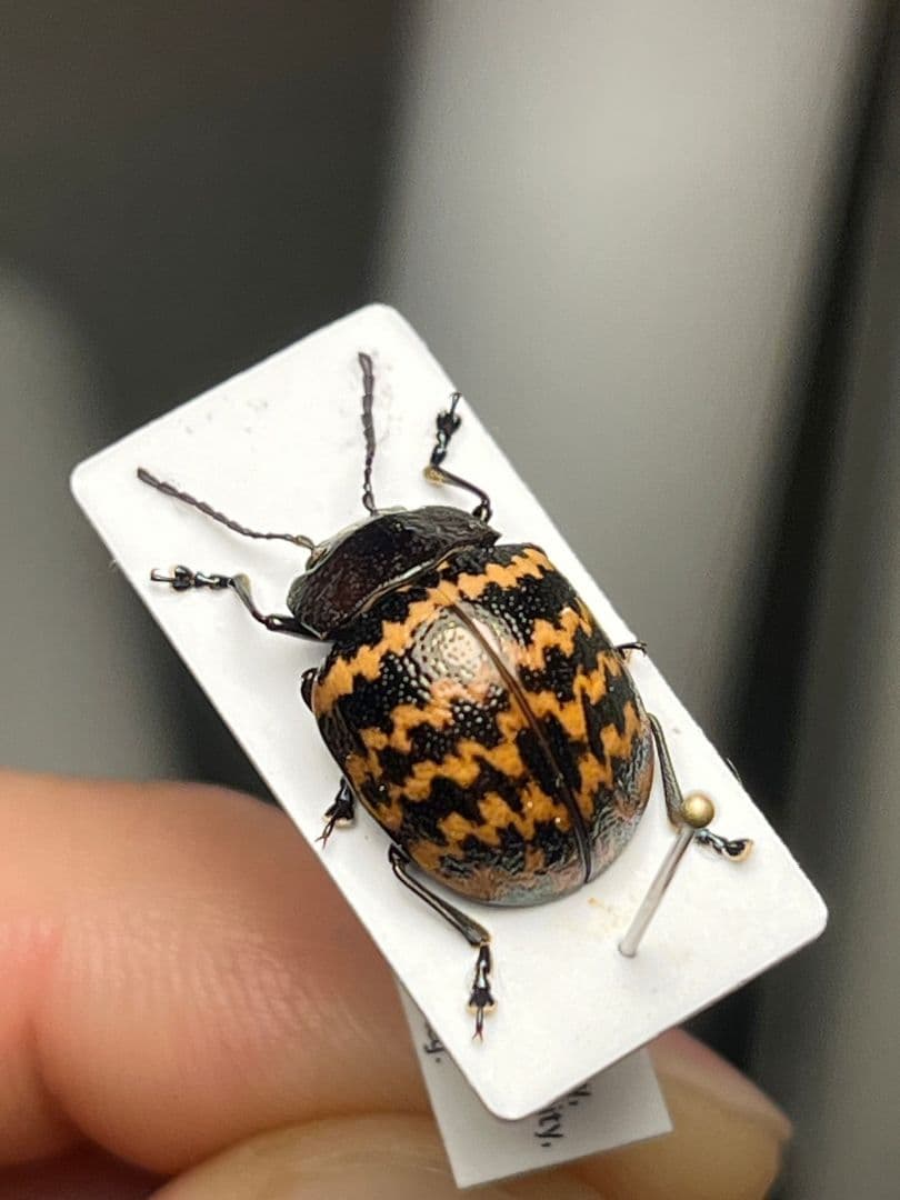 【13mm】ダンダラズングリハムシ とんでもない甲虫 昆虫標本 標本 コブハムシ