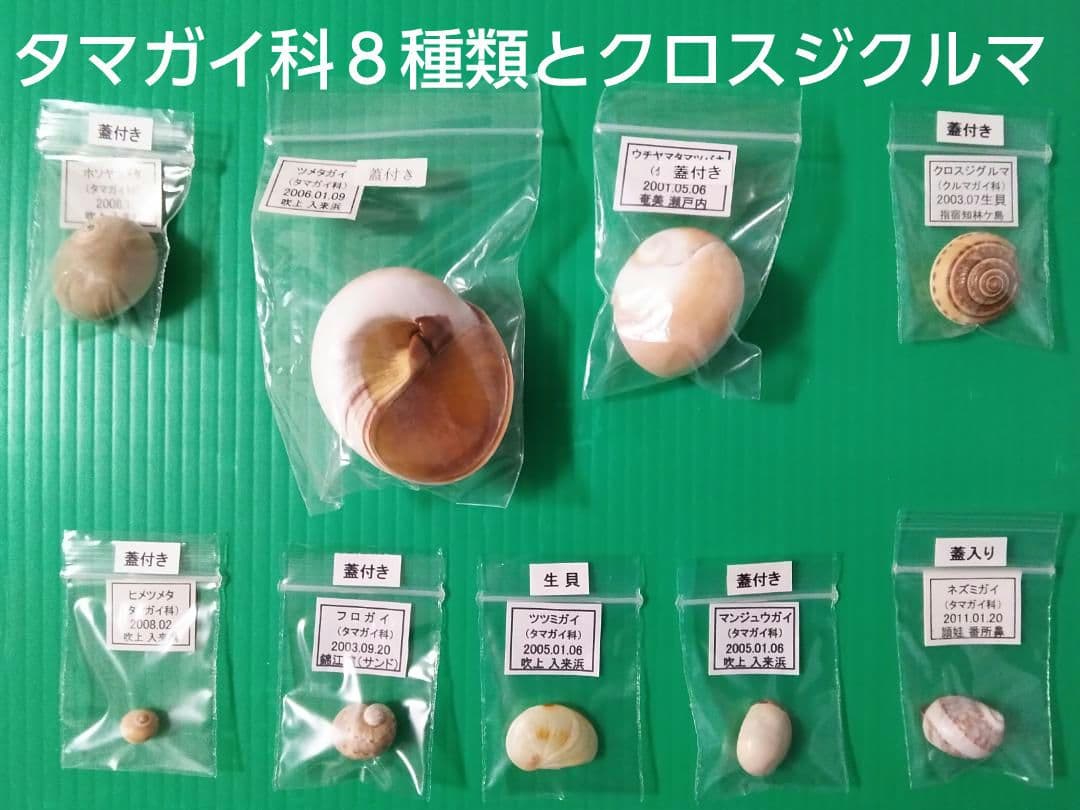 【くまのみVII】タカラガイ科他４５種類の貝殻