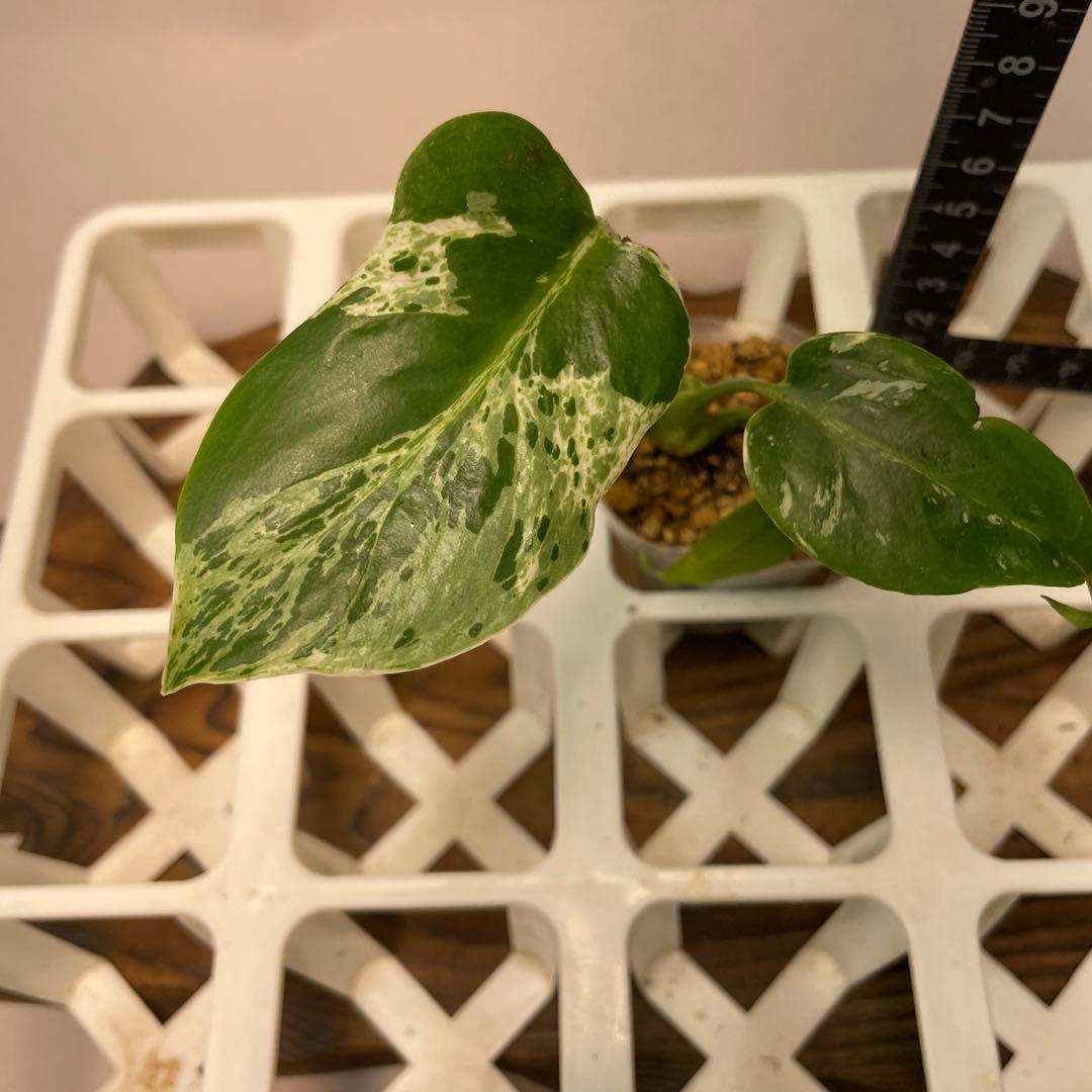 ロ*イ様 ms27品種保証！斑入り保証 モンステラ バルバソー フシギダネ