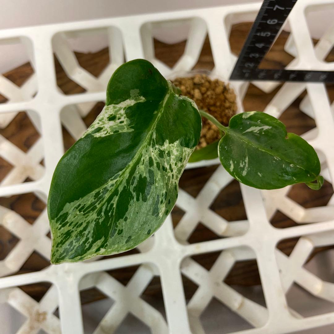 ロ*イ様 ms27品種保証！斑入り保証 モンステラ バルバソー フシギダネ