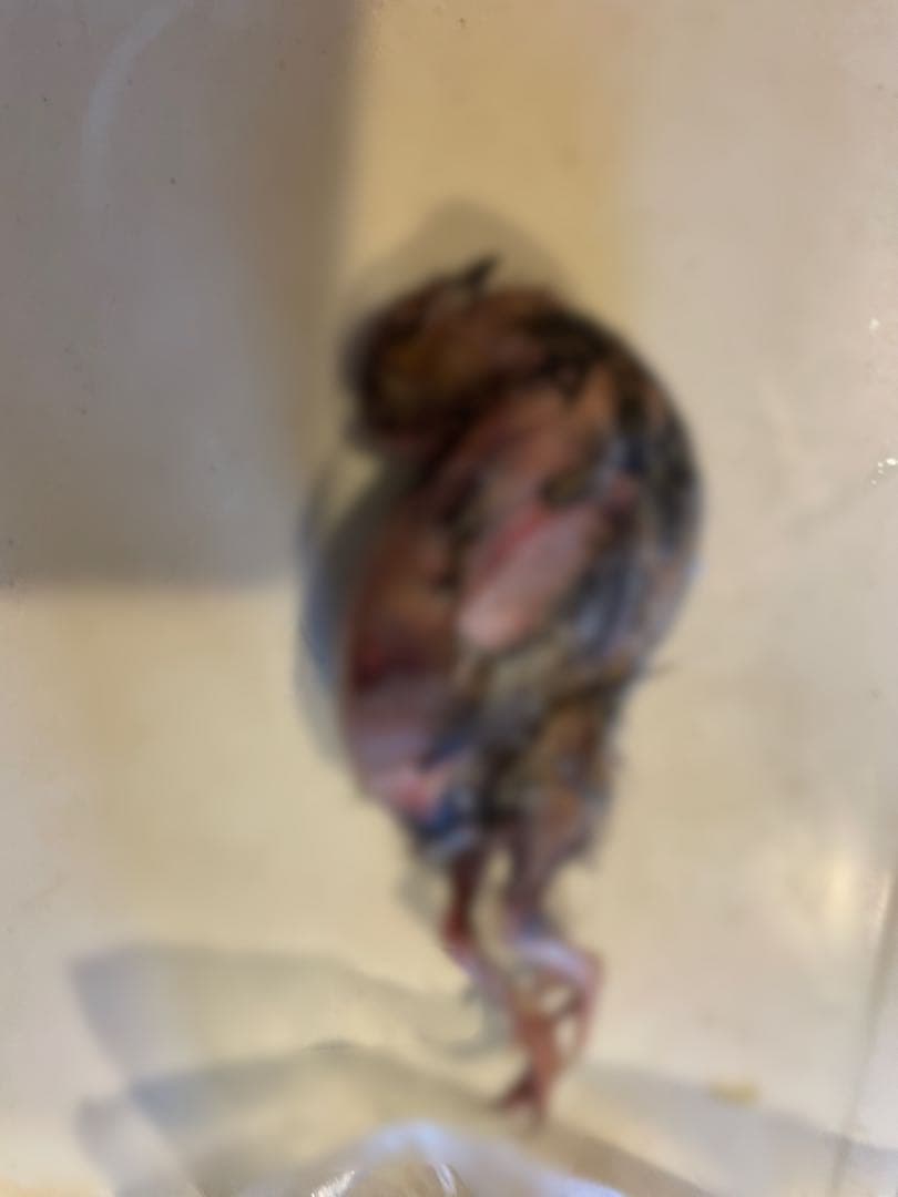 冷凍　親うずら　未処理100羽入　 数量限定　残4箱