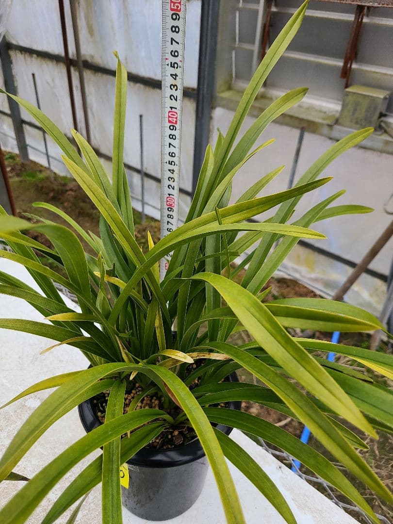 その他観葉植物 cozy