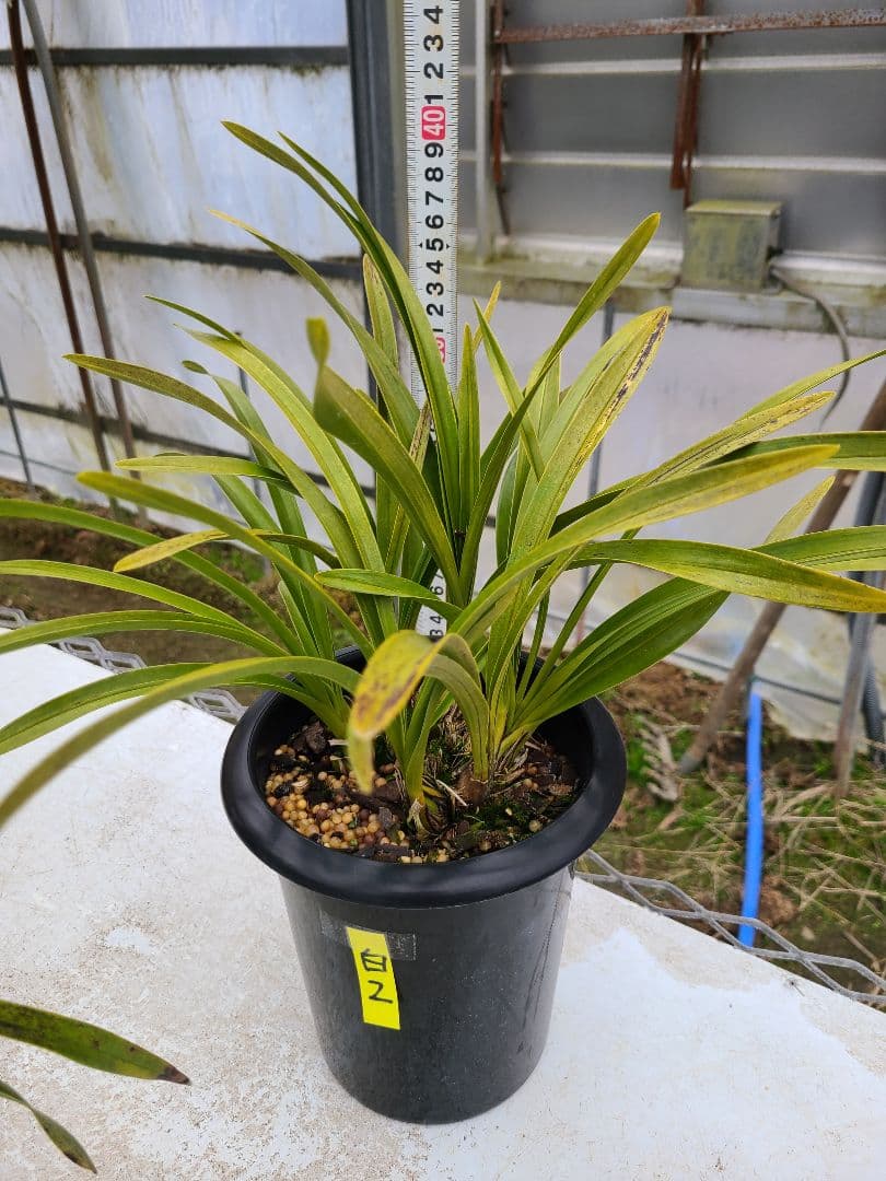 その他観葉植物 cozy