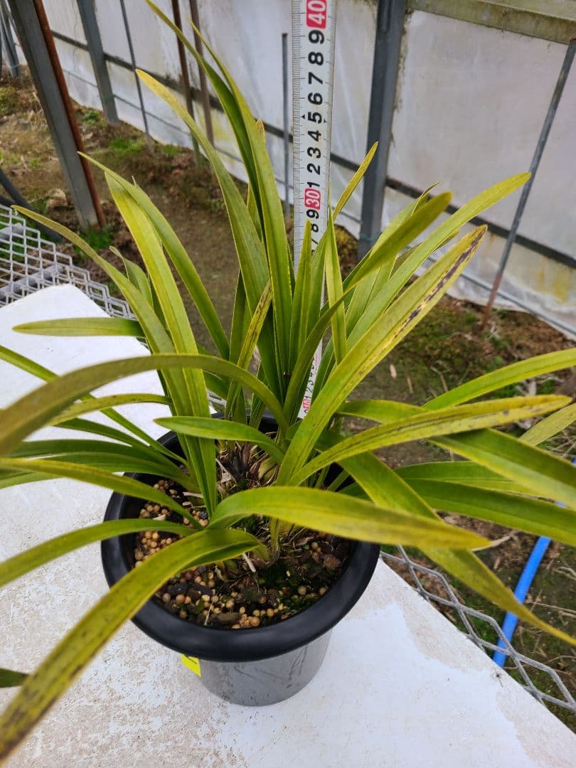 その他観葉植物 cozy