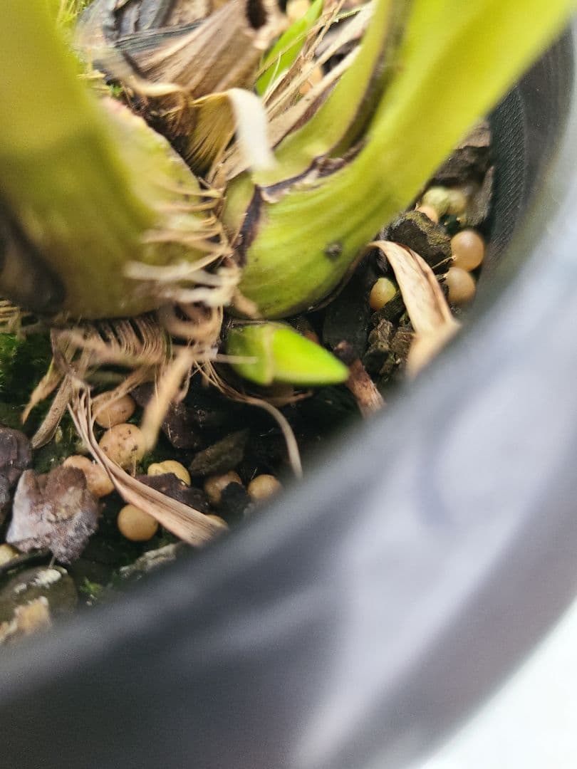 その他観葉植物 cozy