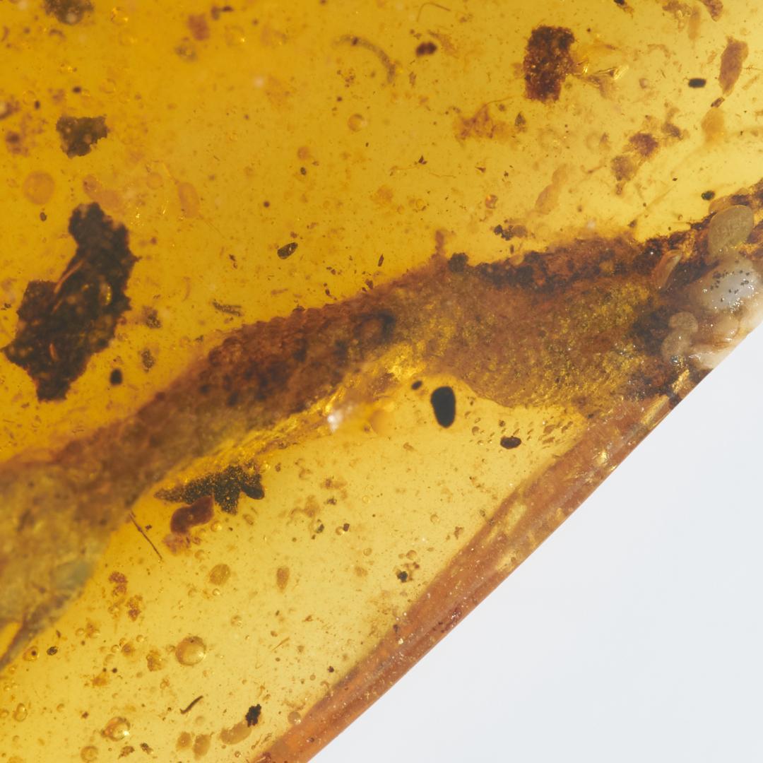 レア極上品 PA0083虫入り琥珀化石　ミャンマーカムティかタナイ9900万年前