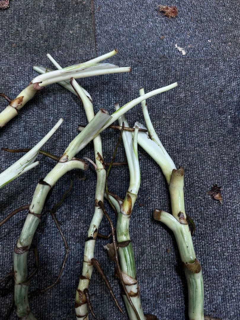 し*★様 斑入りモンステラホワイトタイガー大茎6株おまとめ