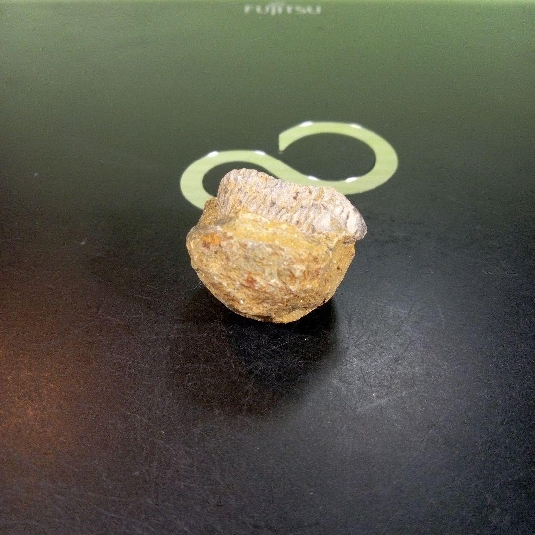 三葉虫　化石　fossil　ボリビア産　trilobite　三葉虫判別⑨