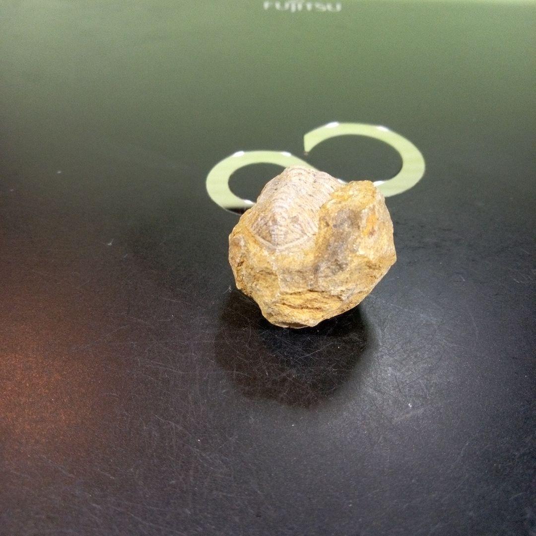 三葉虫　化石　fossil　ボリビア産　trilobite　三葉虫判別⑨